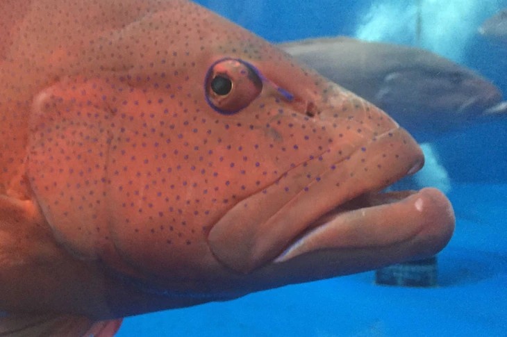 Trung Quoc ‘giang don’ vao ca mu do Australia hinh anh