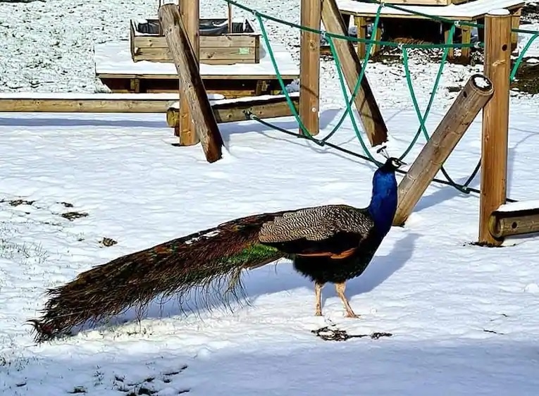 Chu cong 'hy vong' cua London da bi cao an thit hinh anh