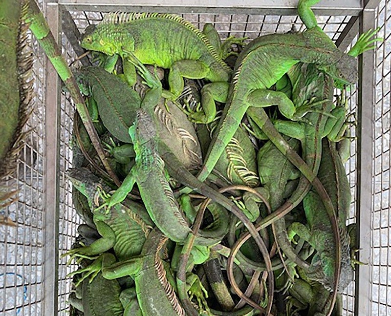 cu da,  dong vat du nhap xam lan,  Dai Loan,  tien thuong anh 1