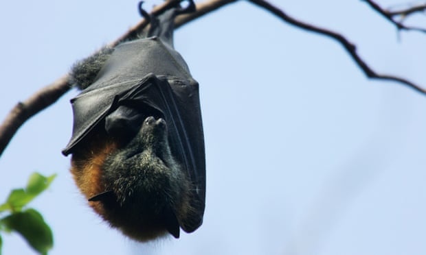 Hang tram nghin nguoi bi mat dien vi cao bay dau xam hinh anh