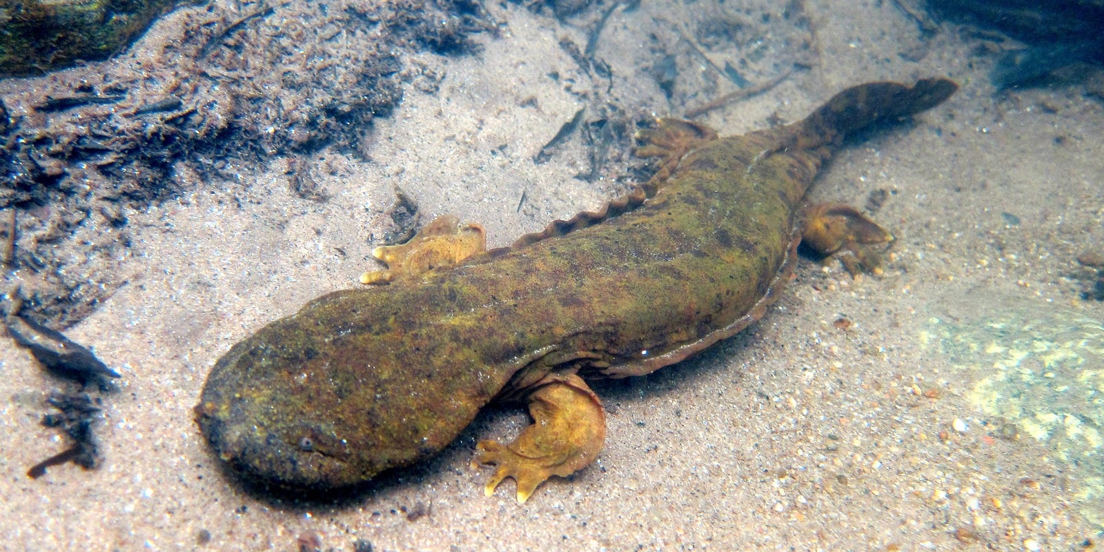 Ky giong khong lo ben bo vuc tuyet chung o My hinh anh