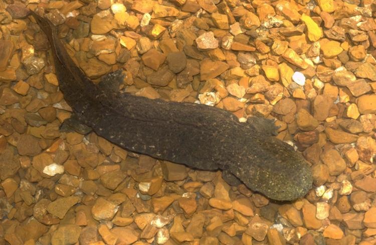 ky giong Hellbender phuong
Dong,  dong vhttps://www.kbia.org/post/missouris-eastern-hellbender-salamanders-granted-federal-protection#stream/0at co nguy co tuyet chung,  bao ve va phuc hoi. anh 1