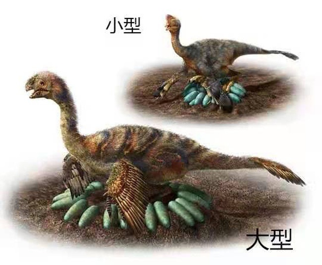 khung long oviraptorid,  hoa thach,  Trung Quoc, anh 2