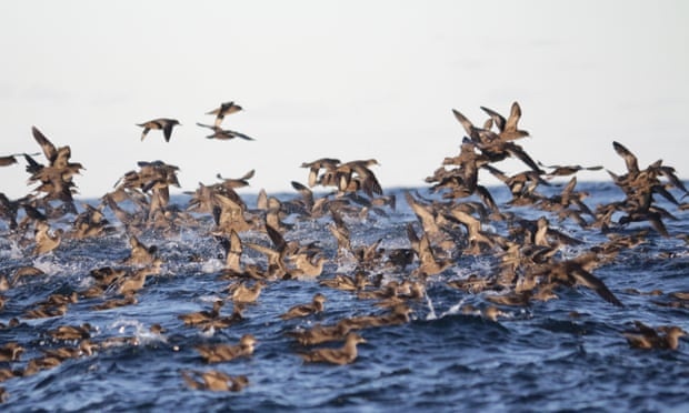 Cai chet bi an cua hang trieu con chim bien duoc giai dap hinh anh