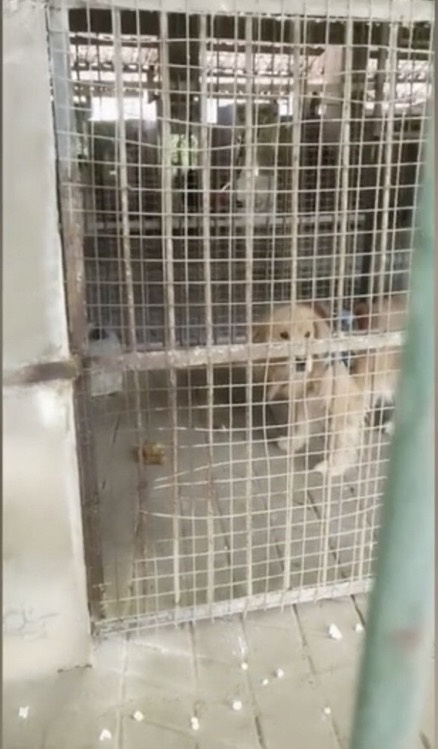 thay cho golden retriever,  trong long su tu chau Phi,  Trung Quoc anh 1