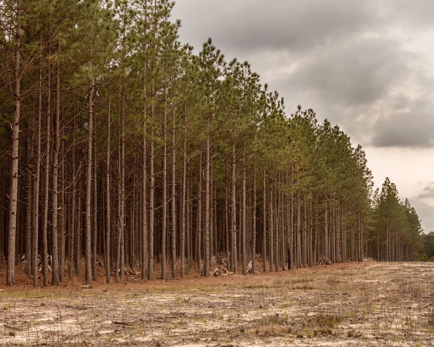 'Chi co ke ngoc moi don nga cay thong la dai' hinh anh