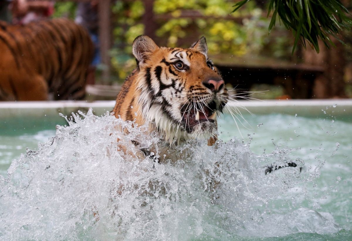 Vuon thu Thai Lan cho ho an ‘kem ga’ de giai nhiet hinh anh