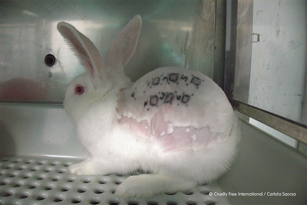 doi xu tan ac voi dong vat,  bao ve phuc loi dong vat,  thu nghiem tren dong vat anh 1