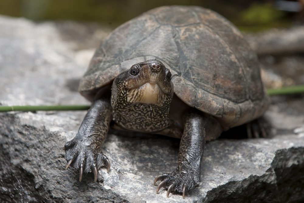 Bi thuong vi rua roi trung oto tren duong cao toc hinh anh