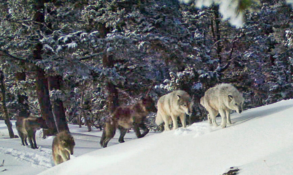 du luat giet soi,  bao ve trang trai gia suc,  Idaho anh 1
