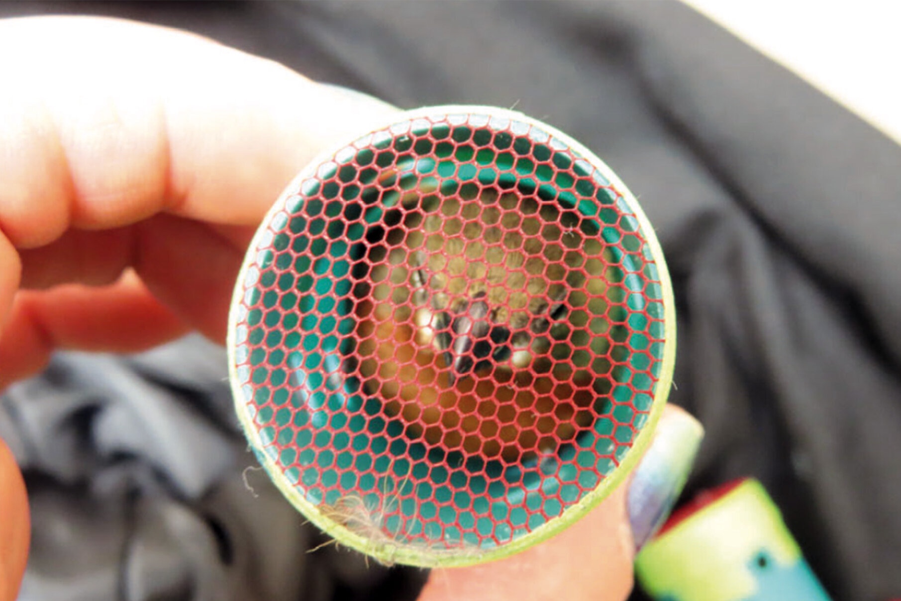 Bi bat vi giau 35 con chim trong quan ao hinh anh