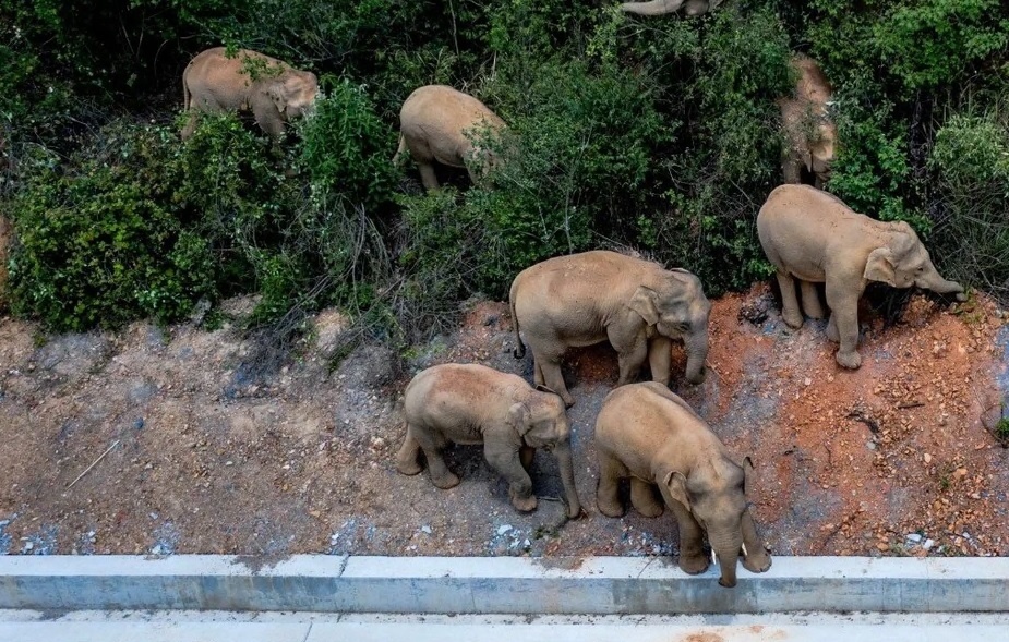 15 con voi di 500 km, nong dan Trung Quoc thiet hai hang trieu USD hinh anh