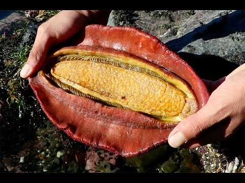 Phat hien loai vat co ham rang chua kim loai hiem va sieu cung hinh anh