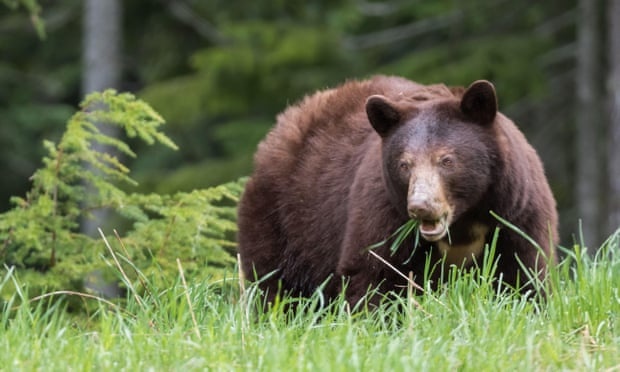 gau vo chet nguoi o Slovakia,  vu gau vo chet nguoi dau tien,  so luong gau tang dang ke anh 1