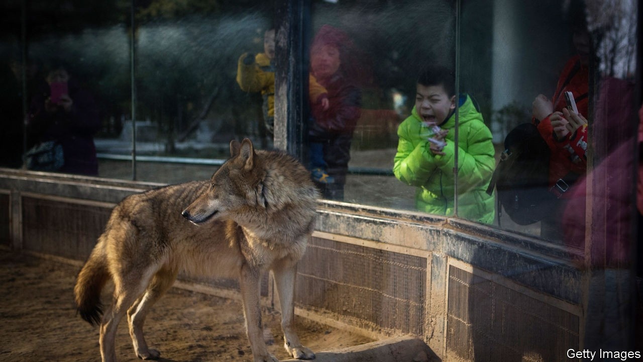 Dan soi gay hoang so khi ruot duoi dien vien tren san khau Trung Quoc hinh anh
