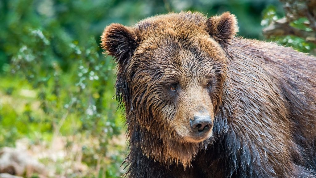 Gau xam lang thang tren duong pho Tu Xuyen hinh anh
