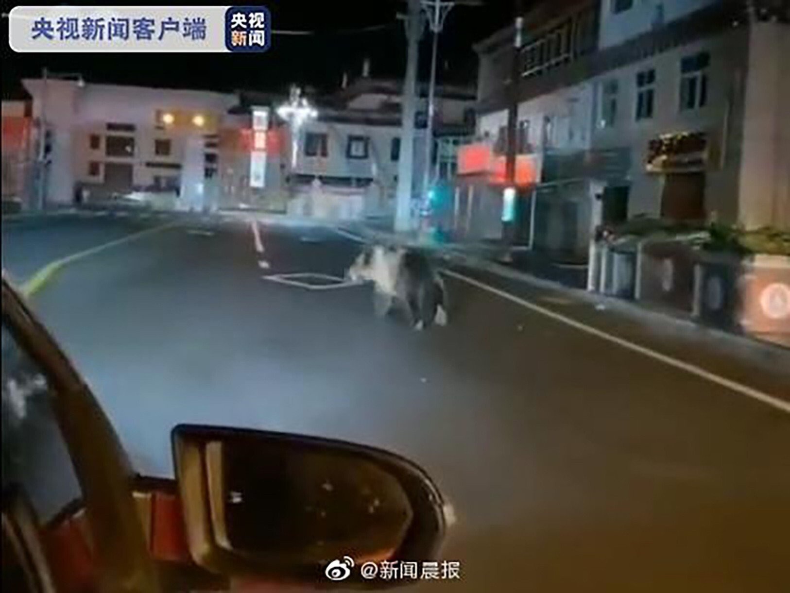 gau xam lang thang,  tren duong pho Trung Quoc,  Tay Tang anh 1