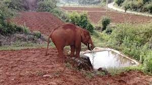 Con voi tach dan duoc dua tro ve khu bao ton o Trung Quoc hinh anh