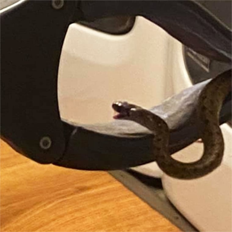 phat hien 18 con ran,  duoi gam giuong,  Georgia anh 1