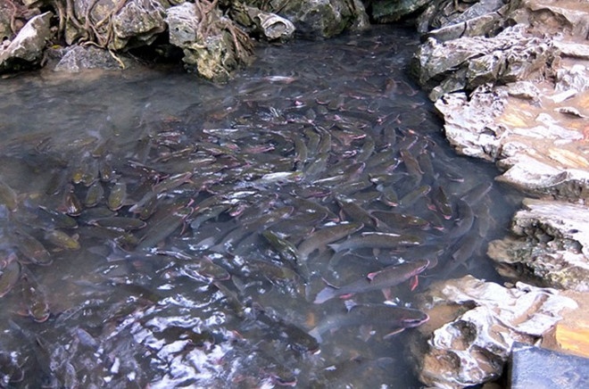 Suối cá thần ảnh 8 Suoi ca than anh 8