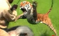 Hoang hau nao cuu chong truoc mieng ho? hinh anh