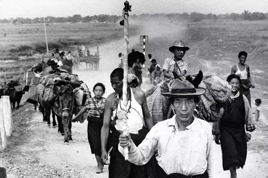 dao vang Himalaya anh 3