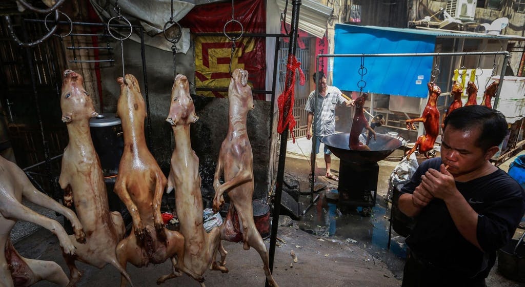 le hoi thit cho anh 5