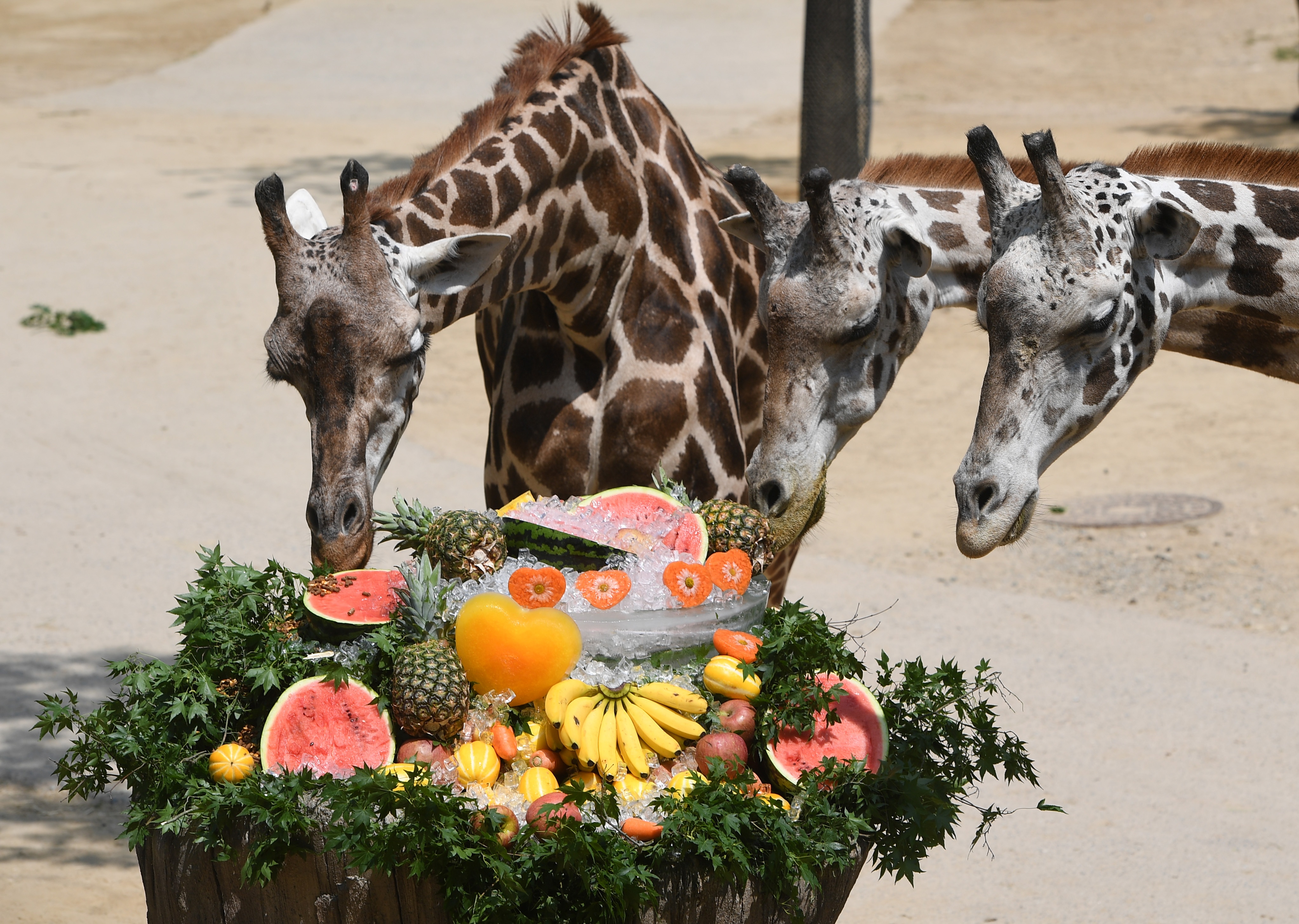 nang nong chet nguoi o Nhat anh 6