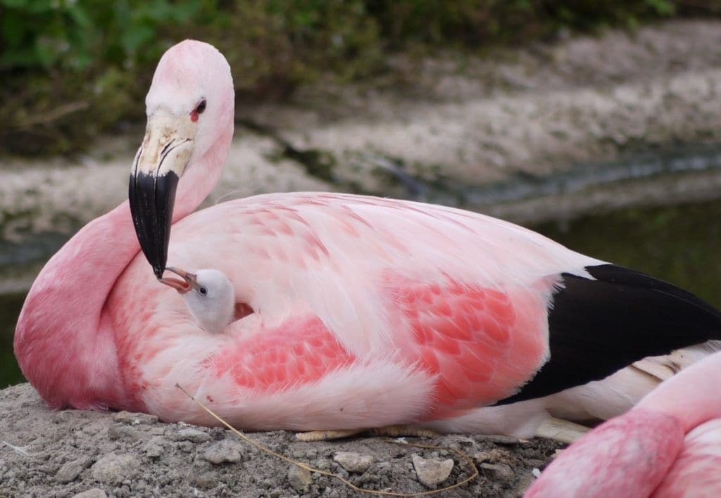 nang nong chau Au anh 6