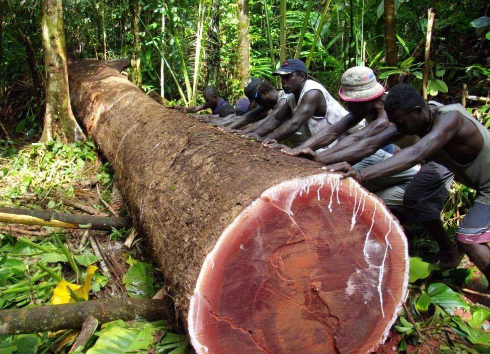 Bi cong ty TQ 'can quet', quoc gia 990 dao co nguy co mat sach rung hinh anh