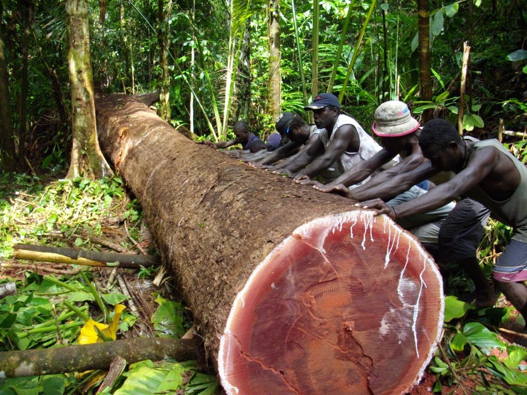 don sach rung ban cho Trung Quoc anh 1