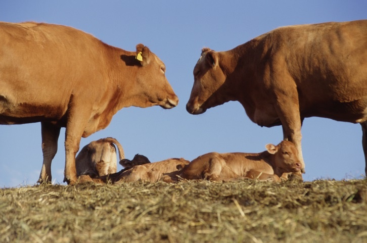 Nong dan Anh dung 'Tinder cho bo' de tang hieu qua sinh san hinh anh