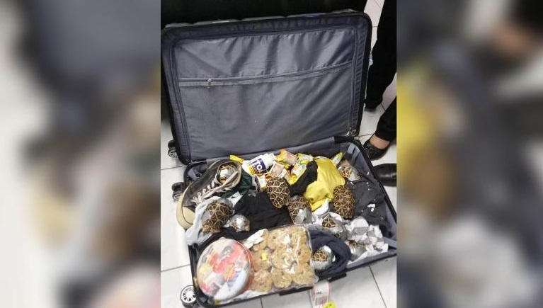 buôn lậu rùa từ Philippines sang Hong Kong ảnh 1 buon lau rua tu Philippines sang Hong Kong anh 1