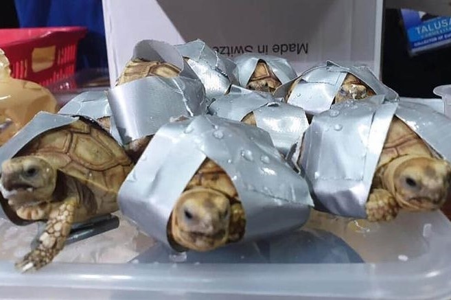 Philippines chan lo hang 1.500 rua quy hiem len may bay di Hong Kong hinh anh