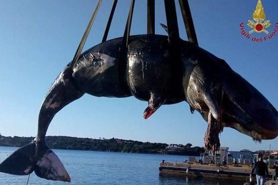 Xac ca voi mang thai dat vao bo co 22 kg rac nhua trong bung hinh anh