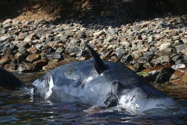 Khu du lich Italy xon xao khi xac ca voi mang thai dat vao bo hinh anh