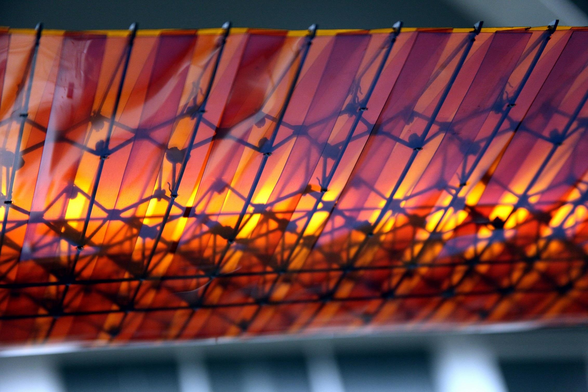 canh may bay bien hinh anh 9