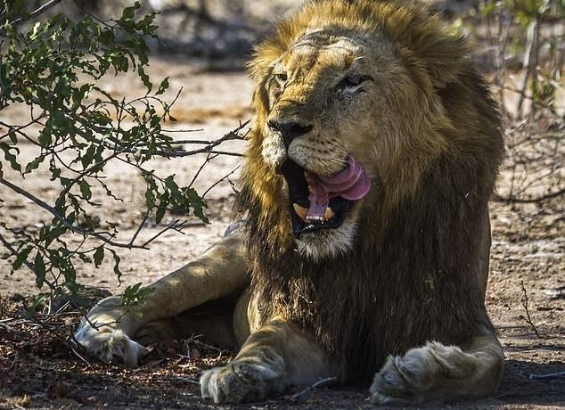 Tho san trom te giac bi voi giet, su tu an thit hinh anh