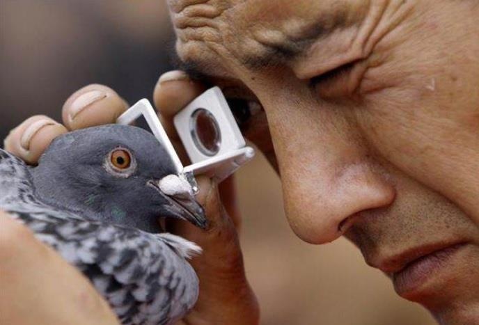 Dua bo cau, thu vui dat do cua gioi nha giau Trung Quoc hinh anh