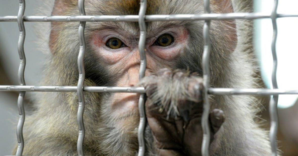 khi mang gen nao nguoi anh 1