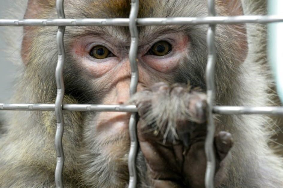 Trung Quoc tao ra khi mang gen nao nguoi gay tranh cai hinh anh