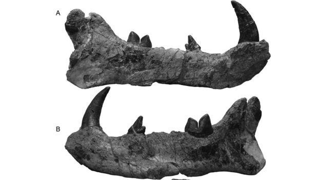 hoa thach su tu khong lo anh 2