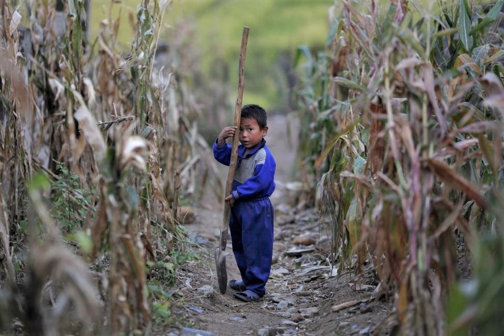 Trieu Tien cat khau phan thap ky luc, bao dong an ninh luong thuc hinh anh