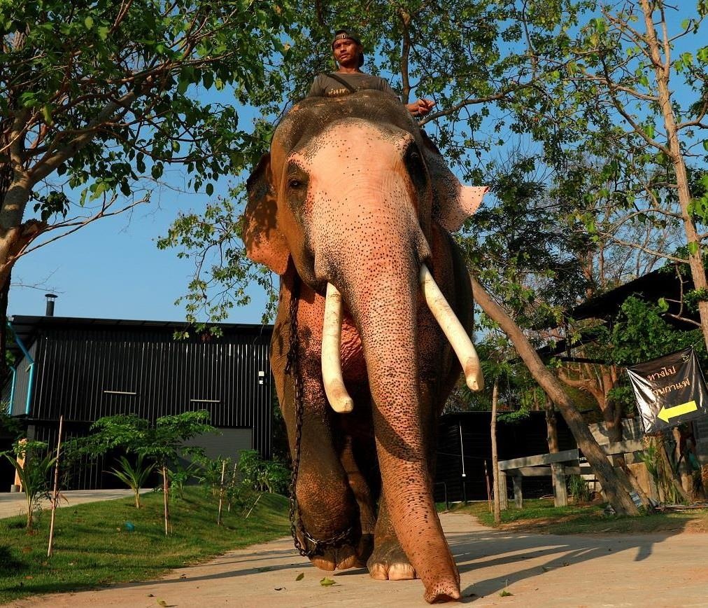 Voi trang linh thieng - Le vat bieu trung quyen uy cho tan vuong Thai hinh anh