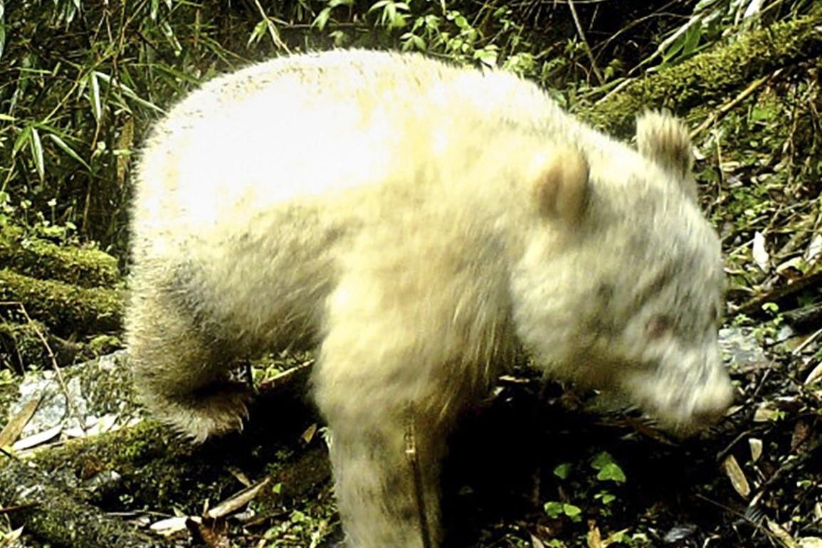 Tim thay gau truc bach tang hoang da dau tien tren the gioi hinh anh