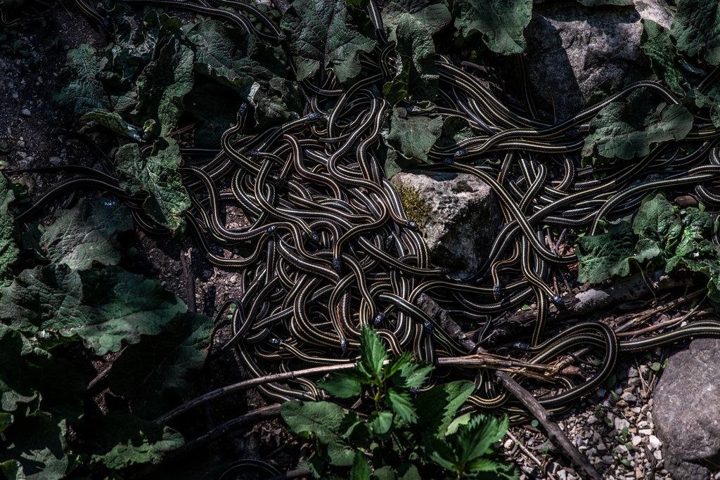 thi tran ran o Canada anh 5