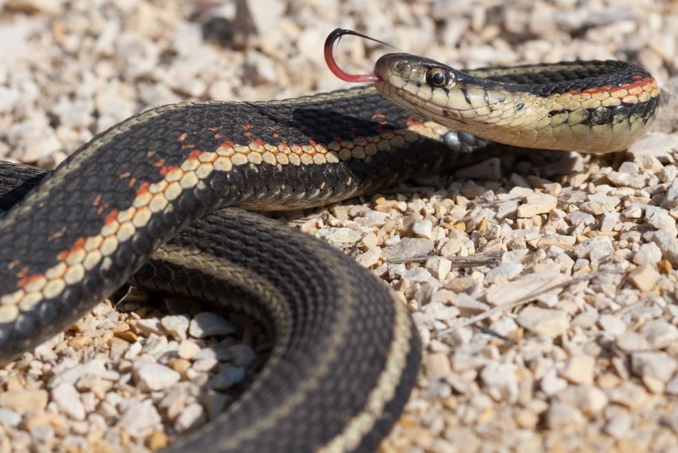 thi tran ran o Canada anh 10