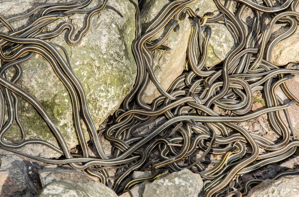 thi tran ran o Canada anh 8