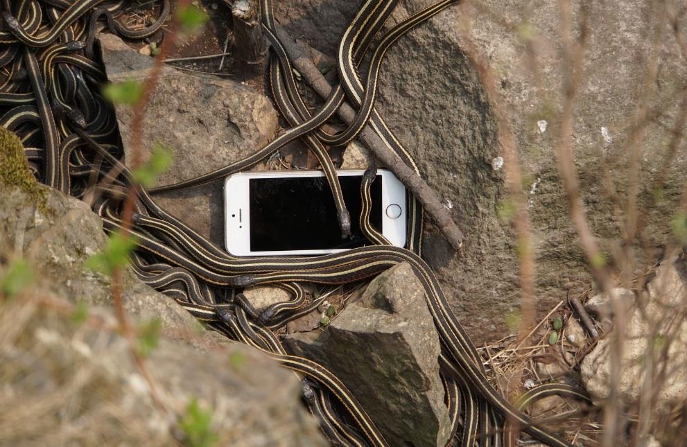 thi tran ran o Canada anh 9