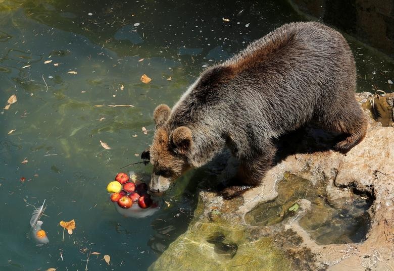 nang nong chau Au anh 8